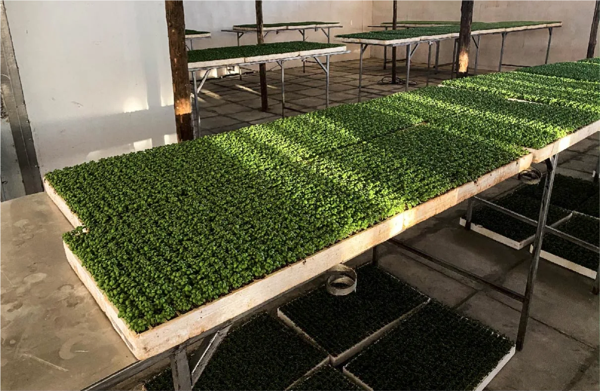 Seedling trays in the greenhouse