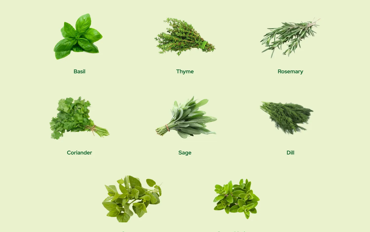The herb range: basil, thyme, rosemary, coriander, sage and dill